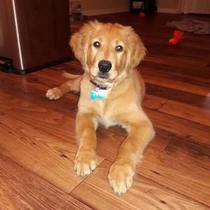 Meet your Posher, Luis